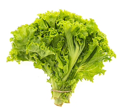 Laitue verte